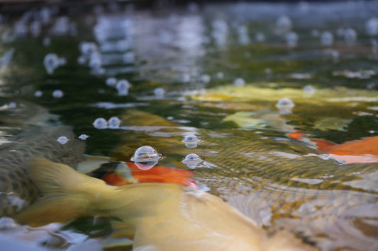 Koi schwimmen im klaren Teichwasser – Koihaus Weserbergland