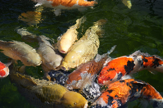 Koi im Gartenteich – Koihaus Weserbergland