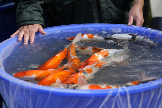 Koi werden im blauen Becken kontrolliert