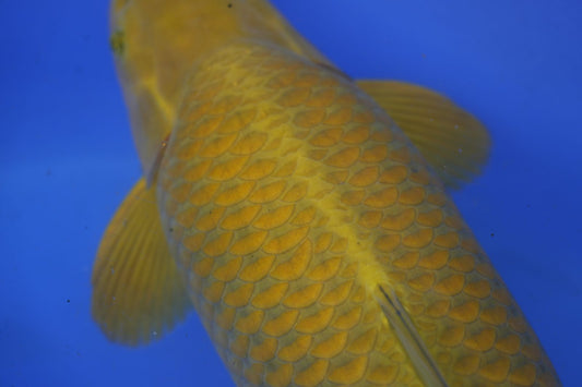 Gelber Koi im blauen Wasser – Koihaus Weserbergland