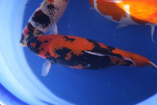 Mehrfarbige Koi im blauen Wasser – Koihaus Weserbergland