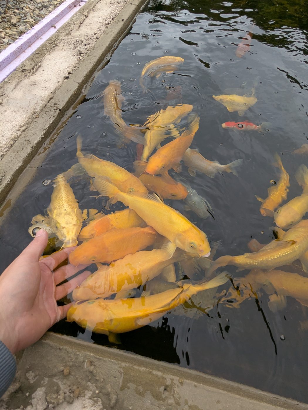 Koi im Teich beim Fressen – Koihaus Weserbergland
