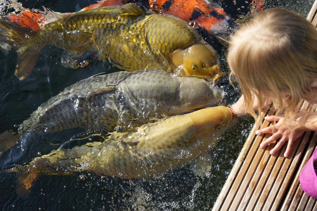 Fütterung von Koi im Gartenteich