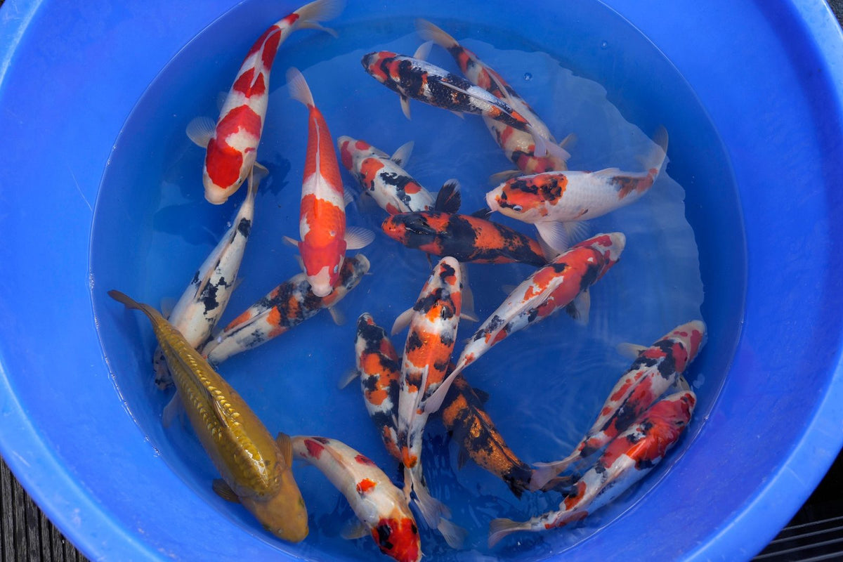 Showa und weitere farbige Koi im Koihaus Weserbergland