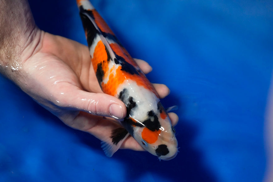Koi im Koihaus Weserbergland in Lenne – Koi aus deutscher Zucht